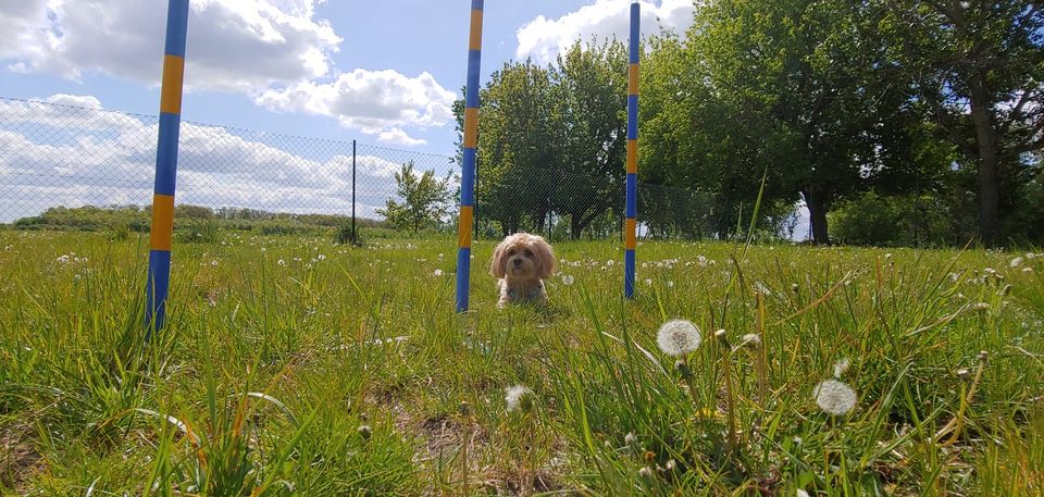 Welpenkurs - Früherziehung & Sozialisierung inkl.Hundepension in Großbeeren