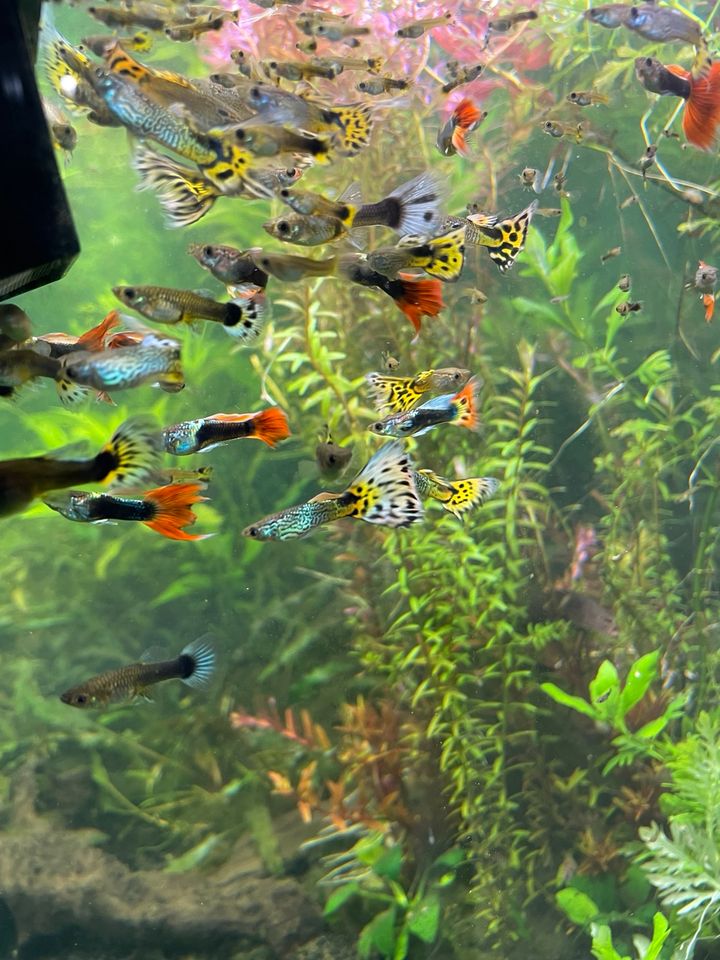 Guppies Guppy aus eigener Nachzucht in Glashütten