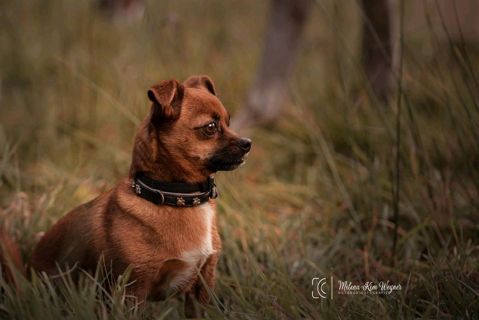 Tierfotoshooting || Hundefotoshooting || Fotografin in Burg (Dithmarschen)