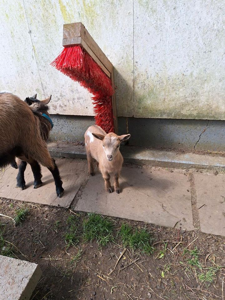 Zwergziegen 4 Böckchen und ein Mädchen in Ennepetal