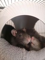 Biete 3 jungen Ratten ein schönes Zuhause Rheinland-Pfalz - Mainz Vorschau