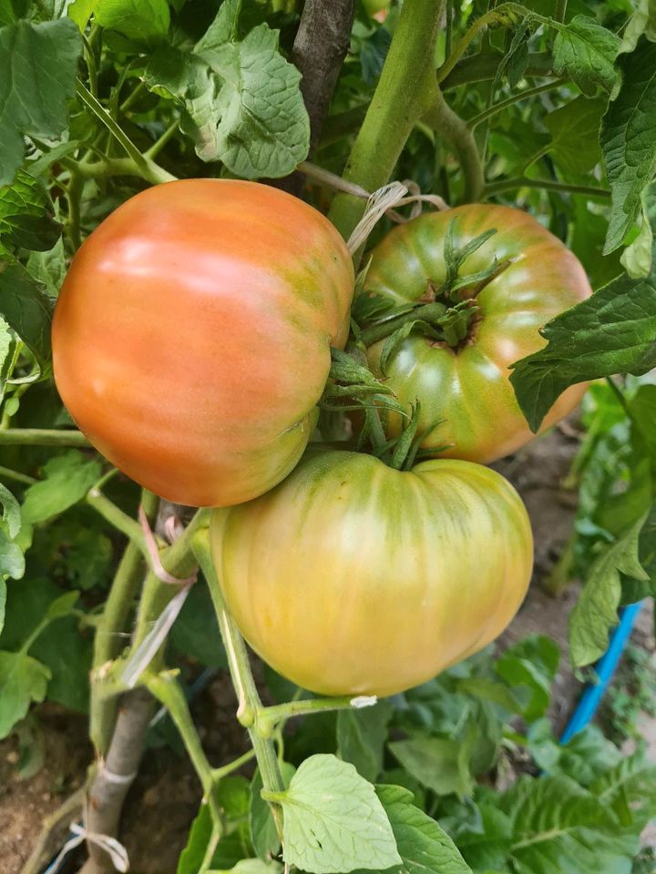 1€ Tomaten Fleisch Oxen Coctail San Marzano Pflanzen Sämlinge in Graben-Neudorf