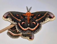 Wirbellose Insekten Schmetterlinge 15 Raupen Hyalophora cecropia Rheinland-Pfalz - Gau-Odernheim Vorschau