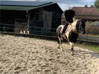 Reitbeteiligung Friesen-Mix Brandenburg - Schönwalde-Glien Vorschau