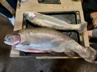 Forellen Tiefgefroren Niedersachsen - Osterholz-Scharmbeck Vorschau