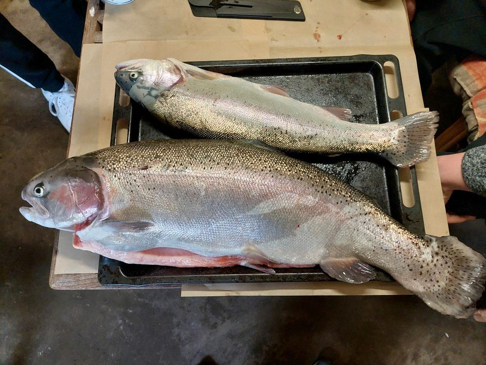 Forellen Tiefgefroren 35kg Gesammtgewicht in Osterholz-Scharmbeck