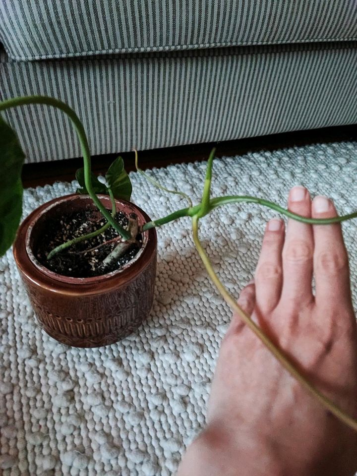 Philodendron Paraiso verde Zimmerpflanze in Herne