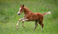 Quarter Horse Hengstfohlen von Gunnit in Hollywood/Reining/Ranch Baden-Württemberg - Neufra Hohenzollern Vorschau