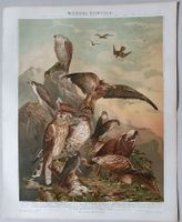 Lithographie Greifvögel Raubvögel Falke Bussard Habicht Sperber Berlin - Mitte Vorschau