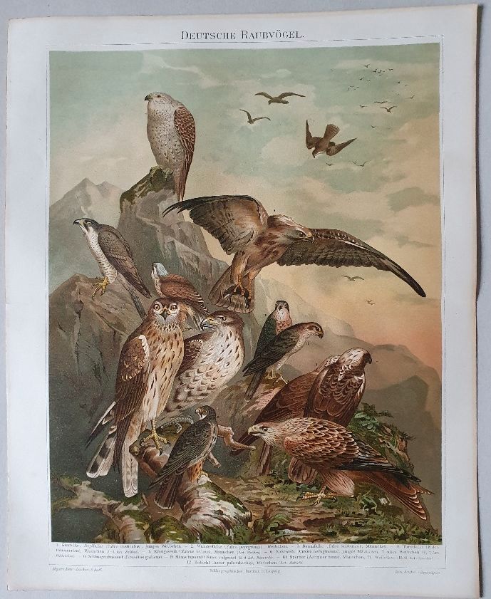 Lithographie Greifvögel Raubvögel Falke Bussard Habicht Sperber in Berlin