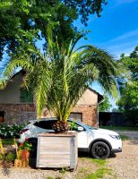 XXL Phoenix Palme (Phoenix canariensis) Nordrhein-Westfalen - Hamminkeln Vorschau