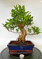 Bonsai Ficus Rheinland-Pfalz - Böhl-Iggelheim Vorschau