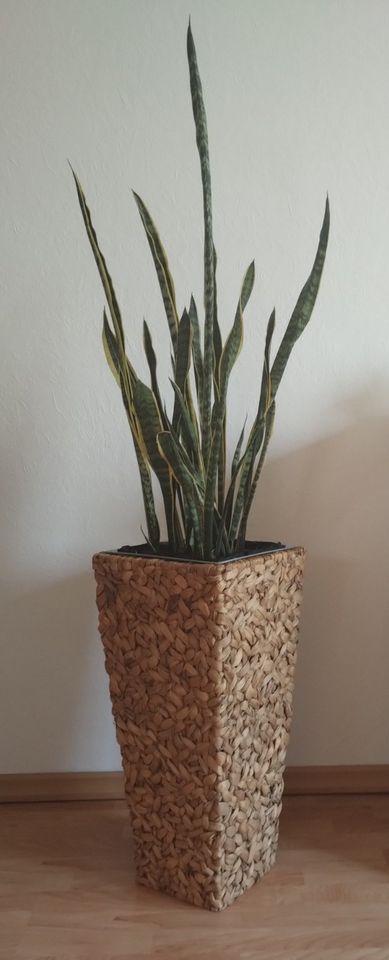 Sansevieria Schwiegermutterzunge Bogenhanf in Hilden