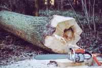 Baum fällen, Baumfällung Nordrhein-Westfalen - Schloß Holte-Stukenbrock Vorschau