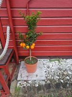 Mandarine Pflanze 90 cm inkl. Topf ohne 70 cm Eimsbüttel - Hamburg Niendorf Vorschau