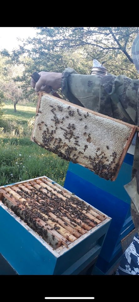 Honig aus eigener Imkerei  ! in Eppingen