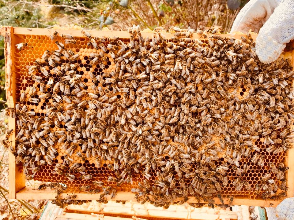 Bienenvölker Carnica  Königin 2023 DNM in Meinerzhagen