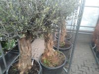 Olivenbaum / Olea europaea / Höhe 180cm Nordrhein-Westfalen - Bocholt Vorschau