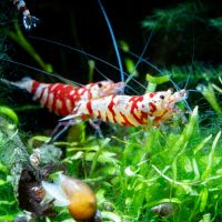 Red Fancy Tiger Caridina cantonensis Zwerggarnelen Hessen - Dreieich Vorschau