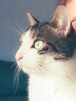 Katze vermisst Niedersachsen - Papenburg Vorschau