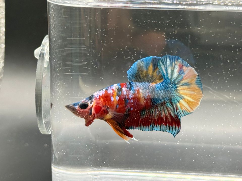 Kampffisch (Betta splendens) Hmpk yellow base multicolor in Kaufungen