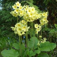 Primel - echte Schlüsselblume-Wiesen-Schlüsselblume-Primula Baden-Württemberg - Sachsenheim Vorschau