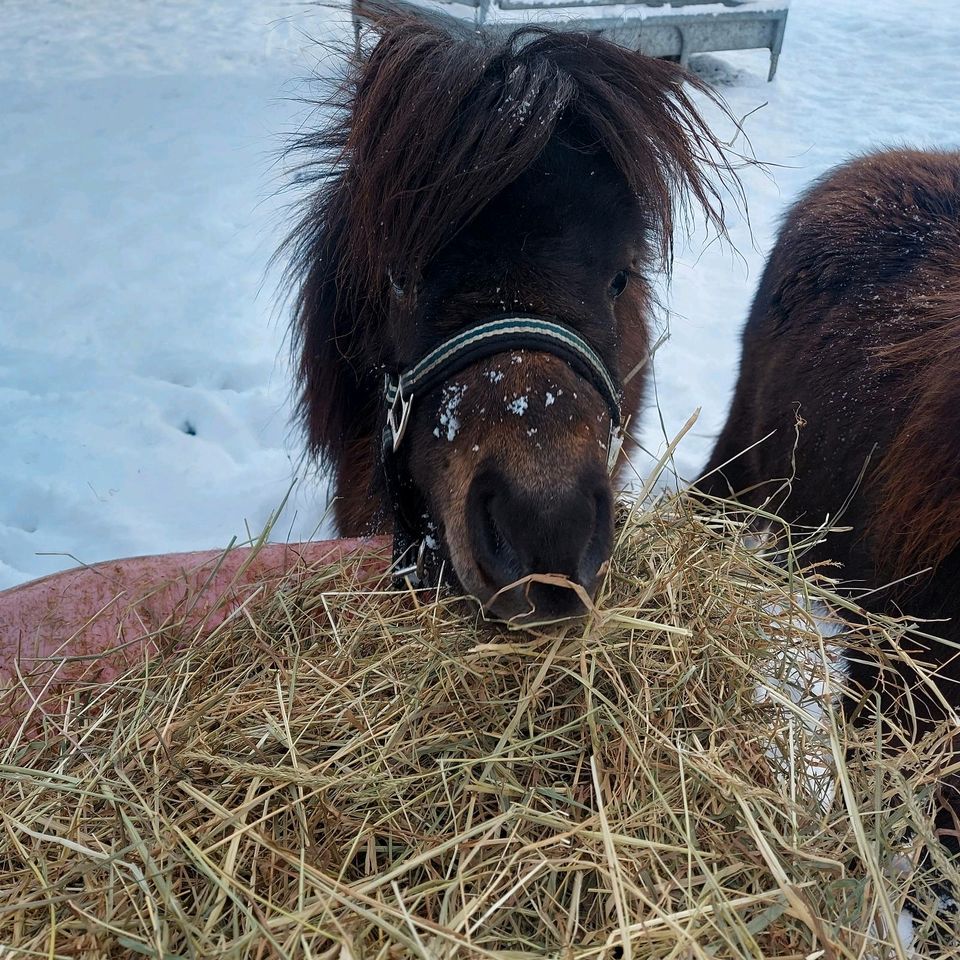 Shetty hengst in Ovelgönne