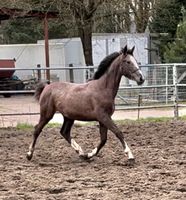 Mecklenburger Jährlings/ Stute Warmblut von Clarcon Mecklenburg-Vorpommern - Besitz Vorschau