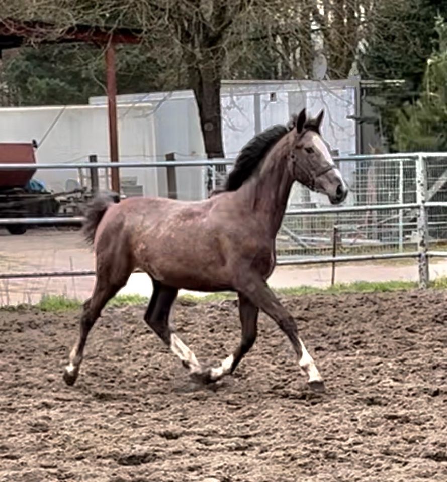 Mecklenburger Jährlings/ Stute Warmblut von Clarcon in Besitz