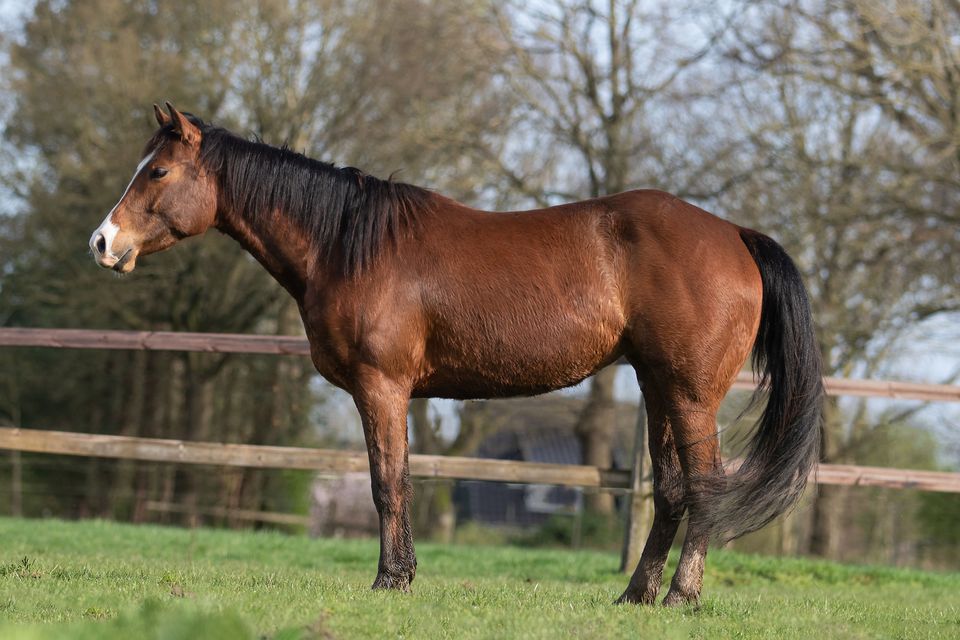 Quarter Horse Stute aus 2020 in Bokel