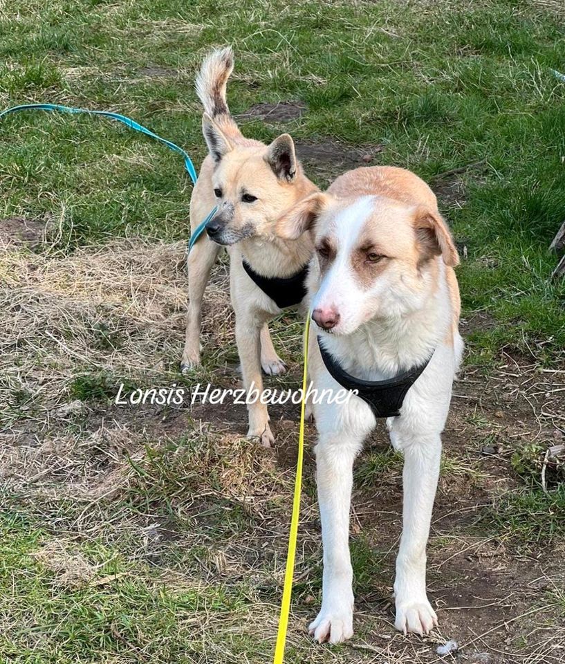 Kleiner Kleiner Otis sucht ein liebevollesOtis sucht ein Zuhause in Lübeck