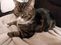 Kater ....wird vermisst, entlaufen  Wer hat Hinweise Sachsen-Anhalt - Genthin Vorschau