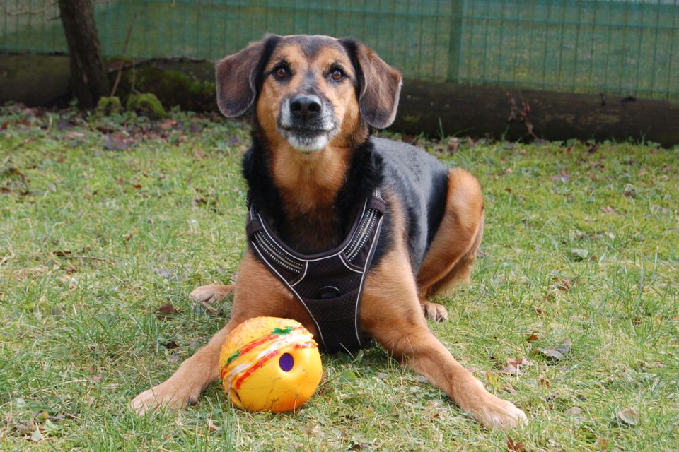 Snorre, Schäfer-Mix, 6 Jahre, männlich, Tierhilfe Franken e.V. in Lauf a.d. Pegnitz