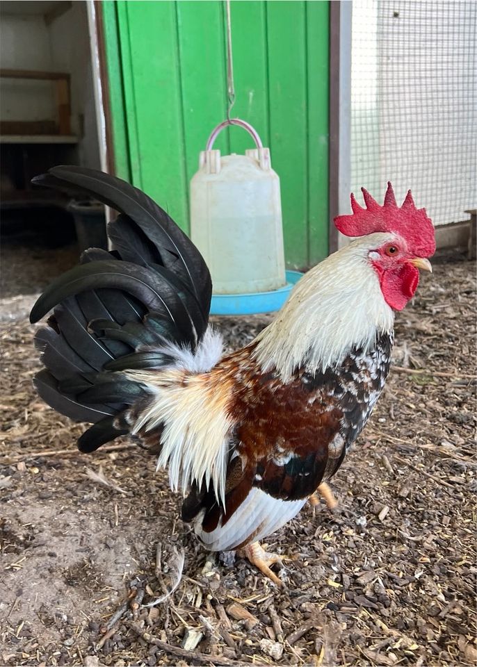 Bruteier Serama Zwerg seidenhuhn Bartzwerg bunte Truppe BE in Benningen