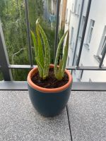 Aloe Vera Pflanze Ableger Leipzig - Sellerhausen-Stünz Vorschau