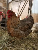 „Keine“ Bruteier große Bielefelder Kennhuhn und Amrock Baden-Württemberg - Isny im Allgäu Vorschau