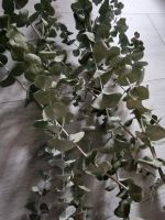 11 Stängel getrockneter Eukalyptus Nordrhein-Westfalen - Dorsten Vorschau
