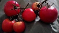 Tomate Strauchtomaten Kunststoff Lebensmittelattrappen - 6 Rispen Rheinland-Pfalz - Kettig Vorschau