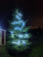 Weihnachtsbaum Baum Baden-Württemberg - Gemmingen Vorschau