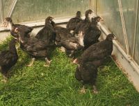 Marans Hähnchen Sachsen-Anhalt - Bismark (Altmark) Vorschau