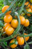 Tomatensamen Figiel, 10 Samen, sehr köstlich Leipzig - Leipzig, Zentrum Vorschau