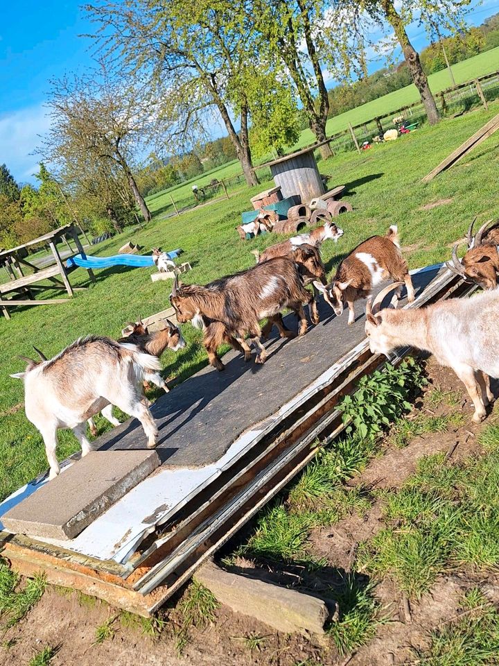 Zwergziegen in Melle