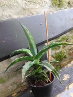 Sansevieria **ehrenbergii** Samurei Dwarf, Sachsen-Anhalt - Veltheim Vorschau