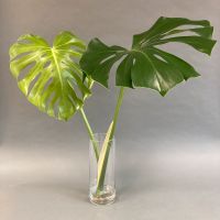 Monstera Deliciosa – Kopfsteckling Ableger – XXL Blatt München - Ramersdorf-Perlach Vorschau