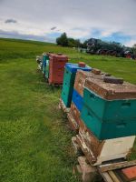 junge Bienenvolk Segeberger 5-6 Rahmen  Carnica zum verkaufen . Niedersachsen - Syke Vorschau