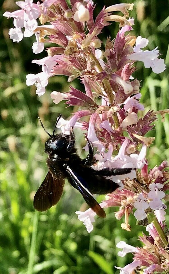 Schmetterlings-, Hummel-, Bienen-, Nützlingsparadies Staudenbeet in Schwenningen