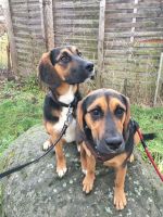 Gecchwister und Wurfgeschwister gesucht: Beagle-Labrador aus Leip Sachsen-Anhalt - Magdeburg Vorschau