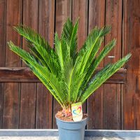 Cycas Revoluta - Japanischer Sagopalmfarn Bayern - Pfakofen Vorschau