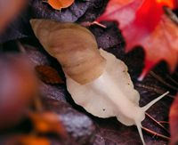 Lissachatina Fulica Vollalbino Nordrhein-Westfalen - Lüdinghausen Vorschau