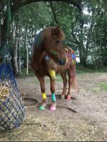 Kindergeburtstag | Pony | Pferde | Geburtstag Wandsbek - Hamburg Volksdorf Vorschau